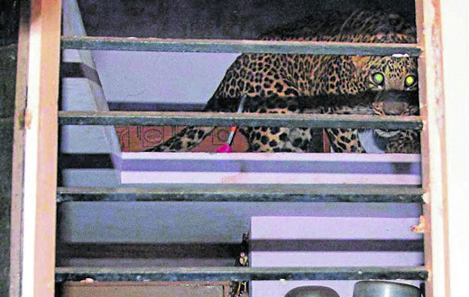 Tumakur leopard